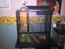 proper setup for my second female panther chameleon