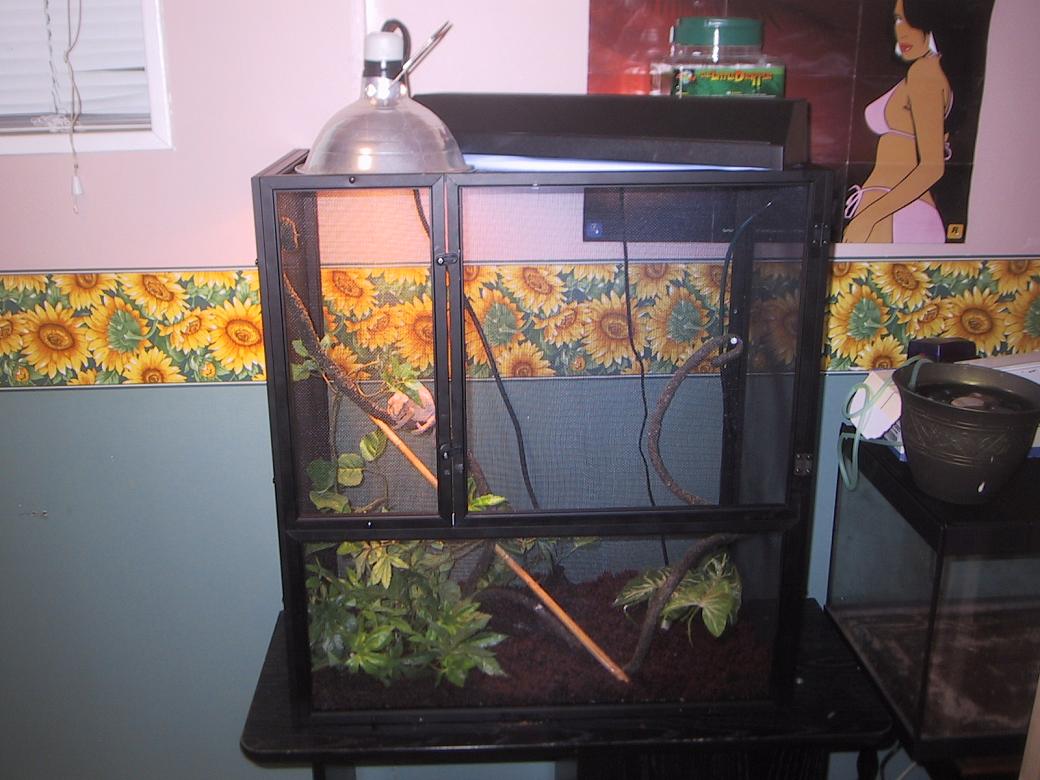 proper setup for my second female panther chameleon