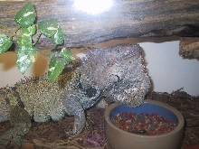 jub jub the iguana