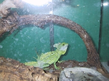 lizard