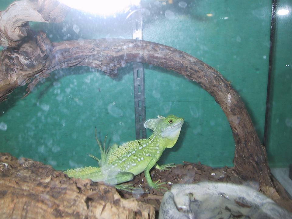 lizard