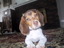 my beagle