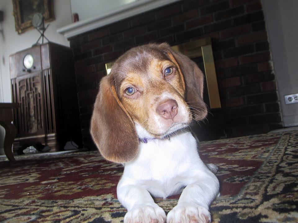 my beagle