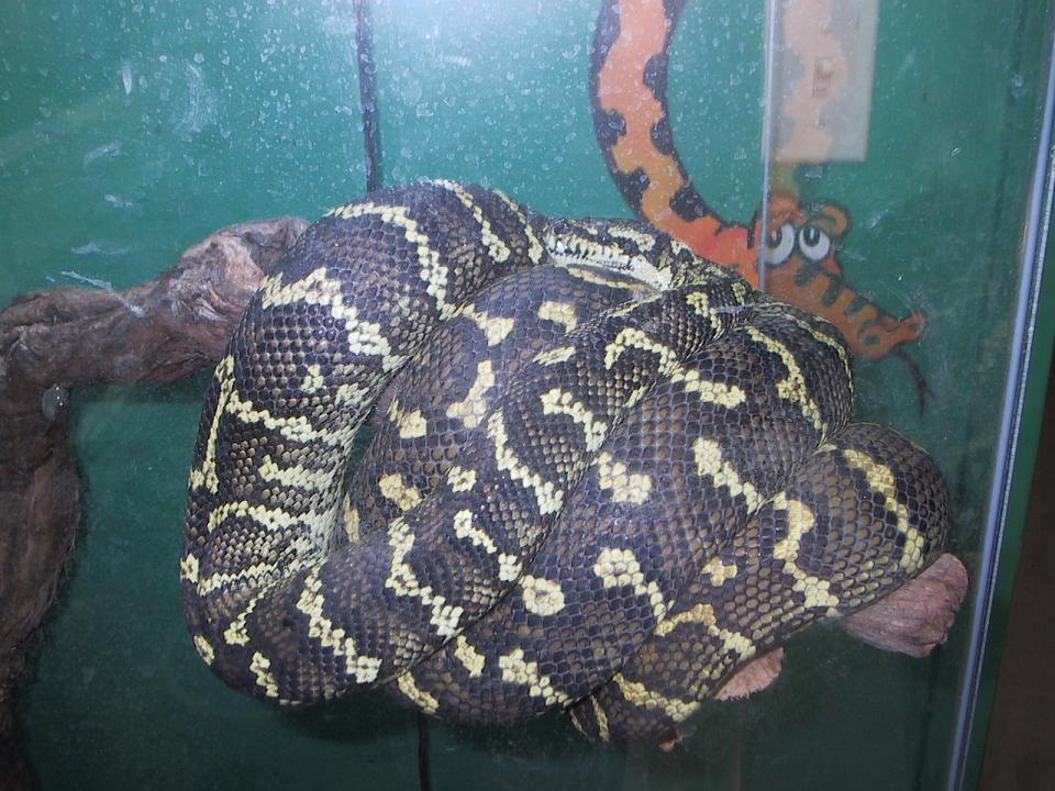jungel carpet python