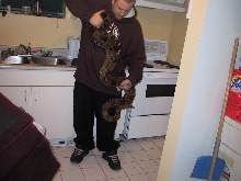 new boa