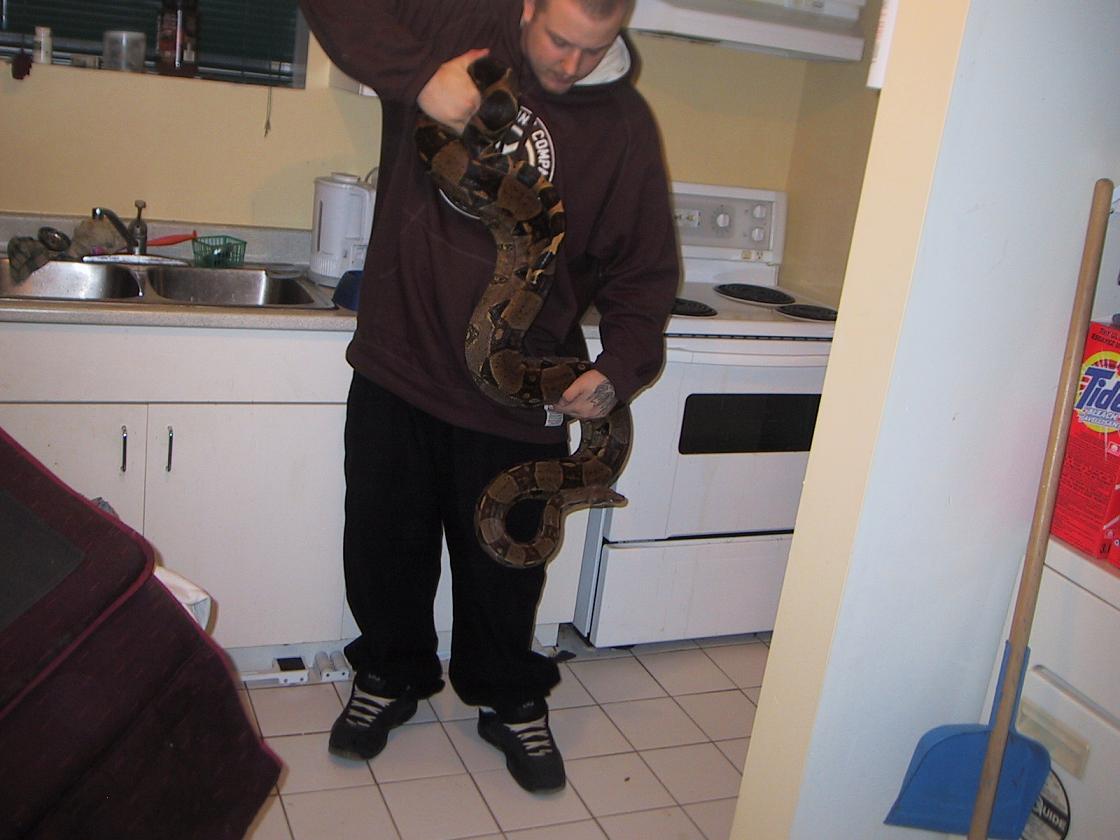 new boa
