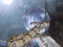 our new boa