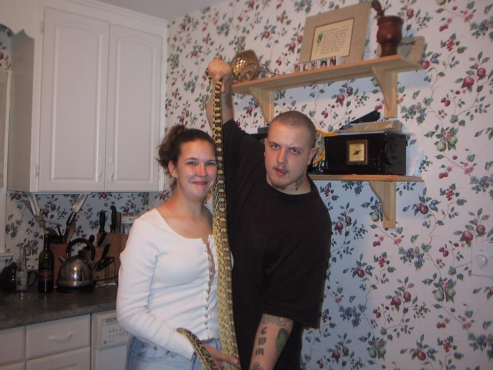 bull snake