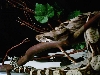 1-NefMrA-06-F (4)