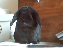 Chester