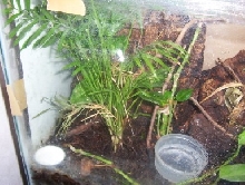Uroplatus enclosure
