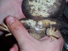 Uromastyx