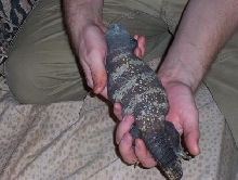 uromastyx 2
