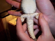 uromastyx 3