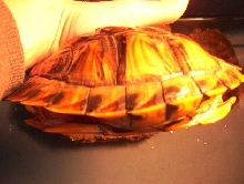 rescued turtle