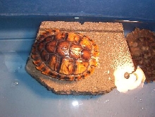 rescued turtle 2