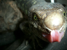 Corucia zebrata
