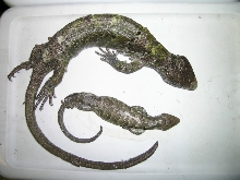 skinks