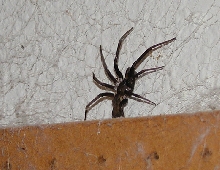Big fella