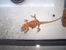Screaming Male