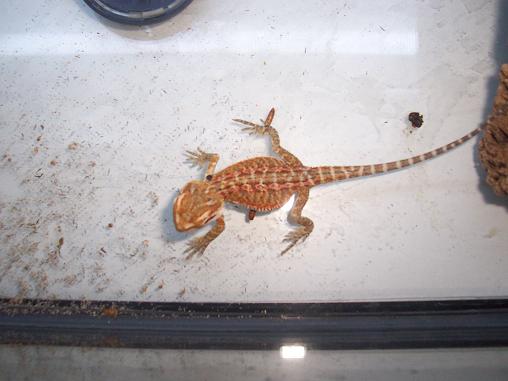 Screaming Male