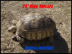 23" Male sulcata