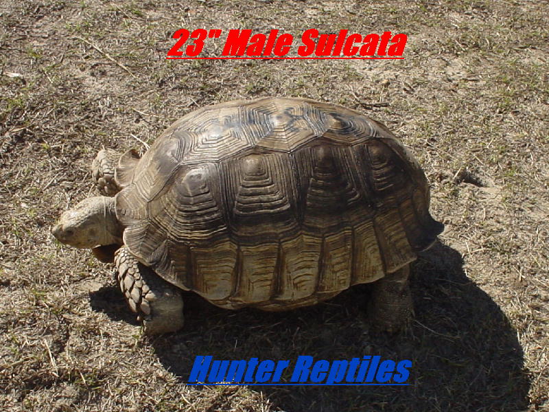 23" Male sulcata