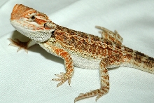8 week old red dragon male