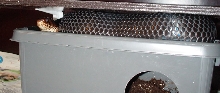 Drymarchon couperi 0.1