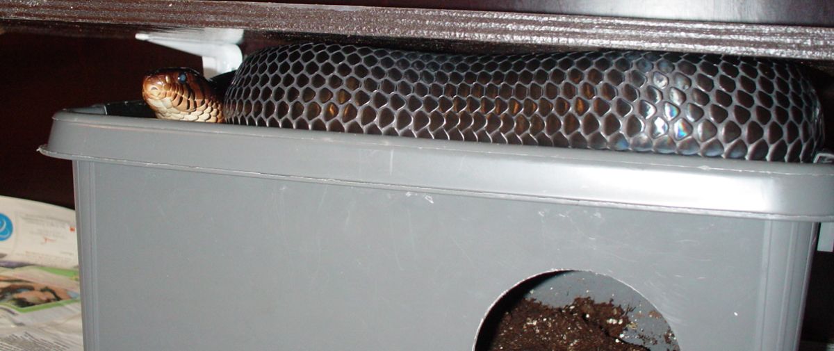 Drymarchon couperi 0.1