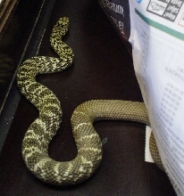 Elaphe carinata 1.0