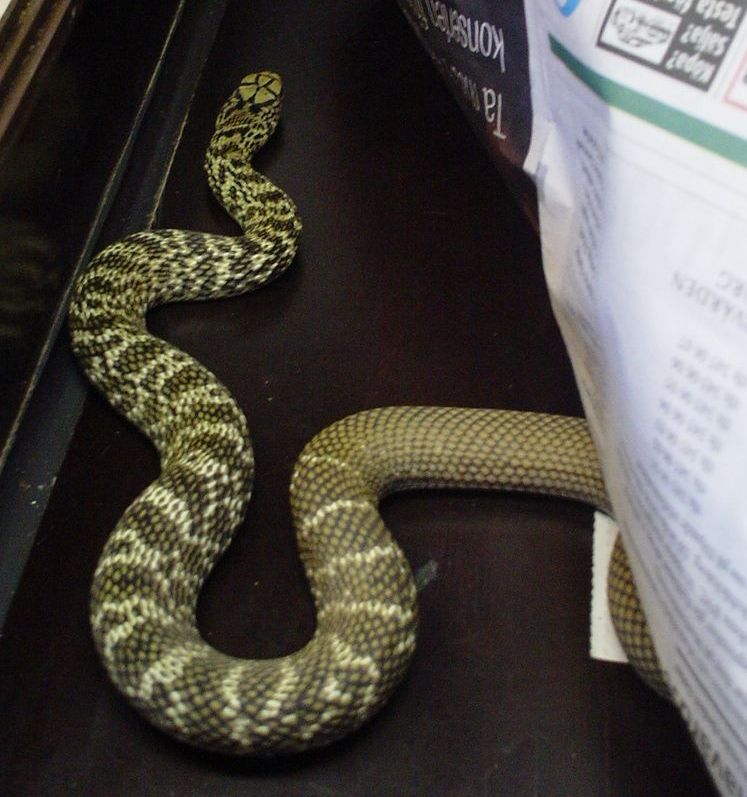 Elaphe carinata 1.0