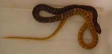 0.1 Drymarchon c. corais