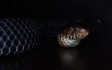 Eastern female