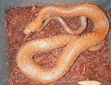 Unicolor cribo 1.0