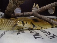 Unicolor male
