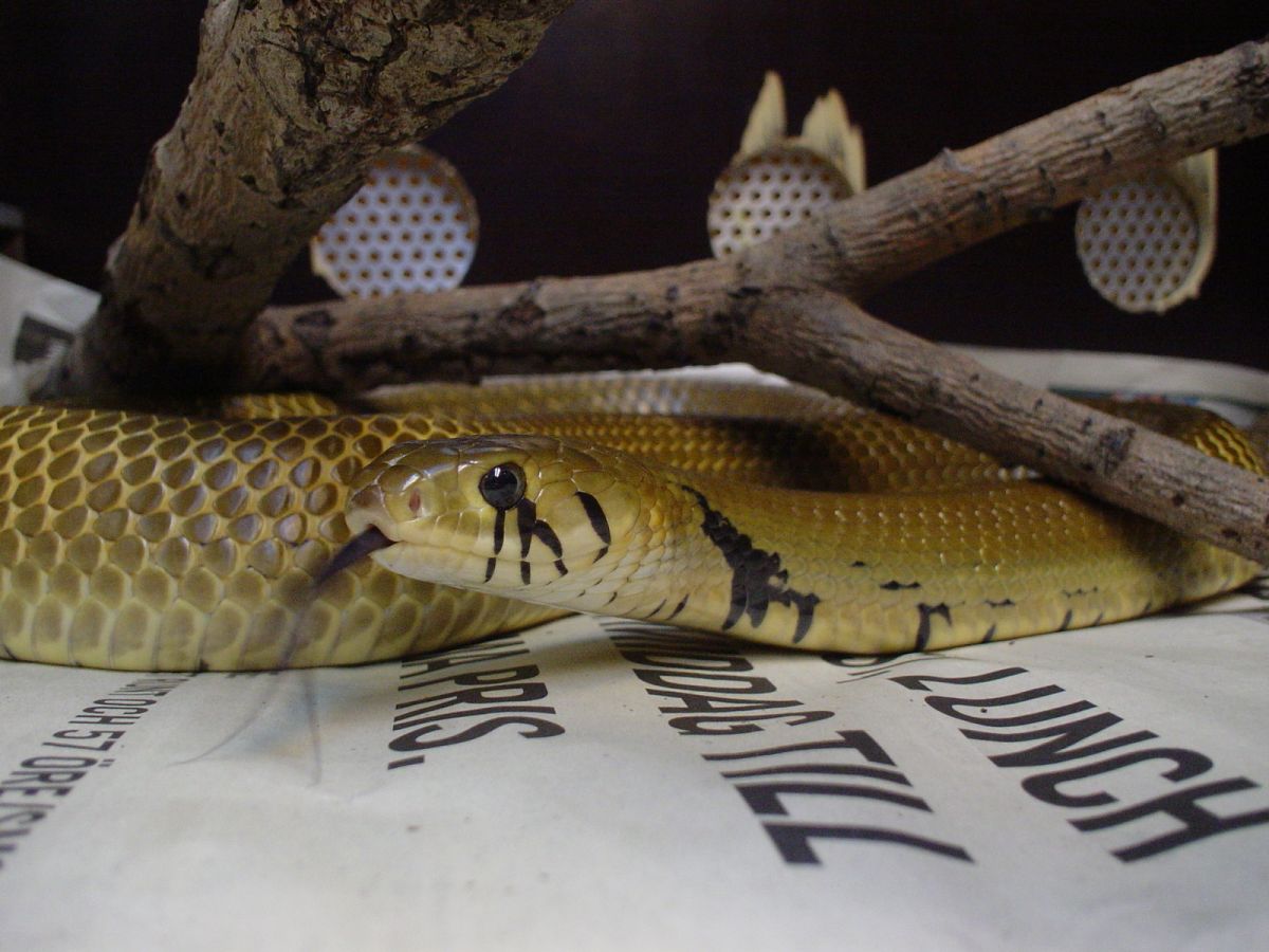 Unicolor male