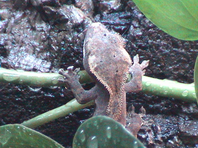 ciliatus