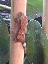 R.Ciliatus