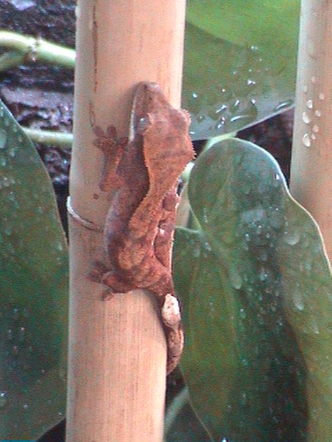R.Ciliatus