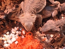 P.Vitticeps
