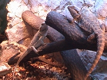 pogona vitticeps
