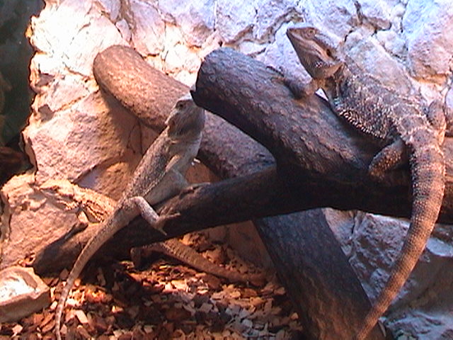 pogona vitticeps