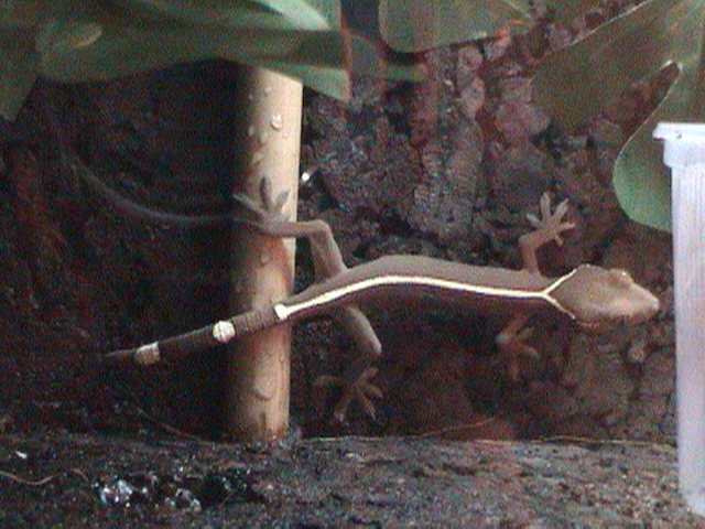 G.Vittatus