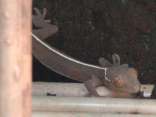 G.Vittatus