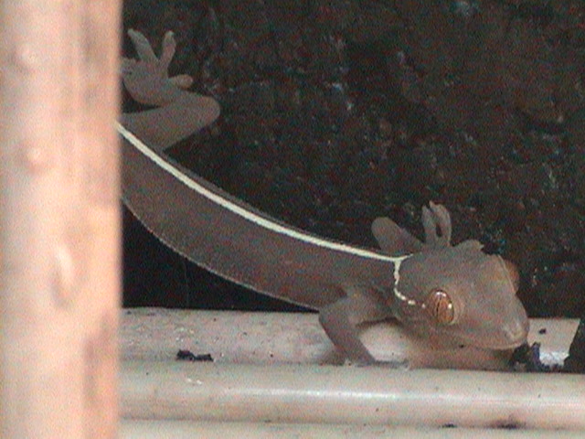 G.Vittatus