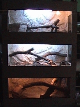 terrarium