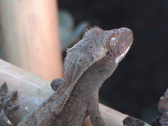 Ciliatus