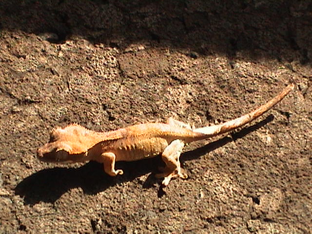 Ciliatus