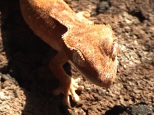 ciliatus